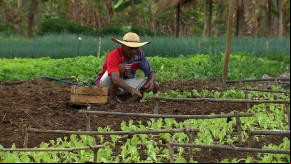 Cultivo do alface na agricultura familiar